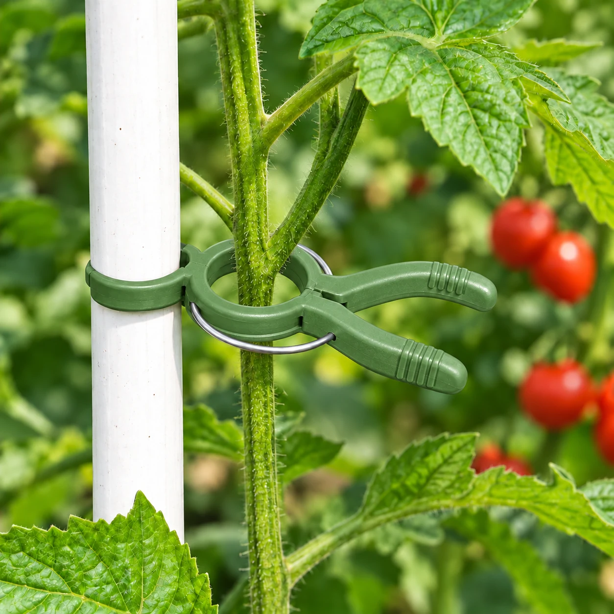 Tomato clip in a garden setting